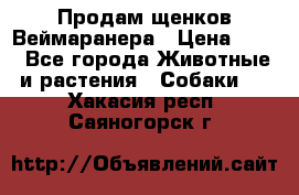 Продам щенков Веймаранера › Цена ­ 30 - Все города Животные и растения » Собаки   . Хакасия респ.,Саяногорск г.